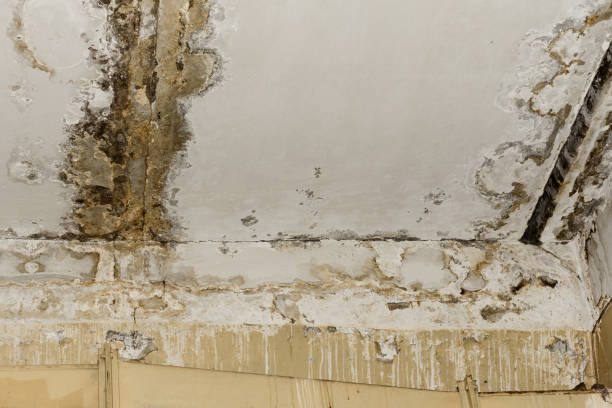 Professional Mold Prevention & Removal  in San Antonio, FL